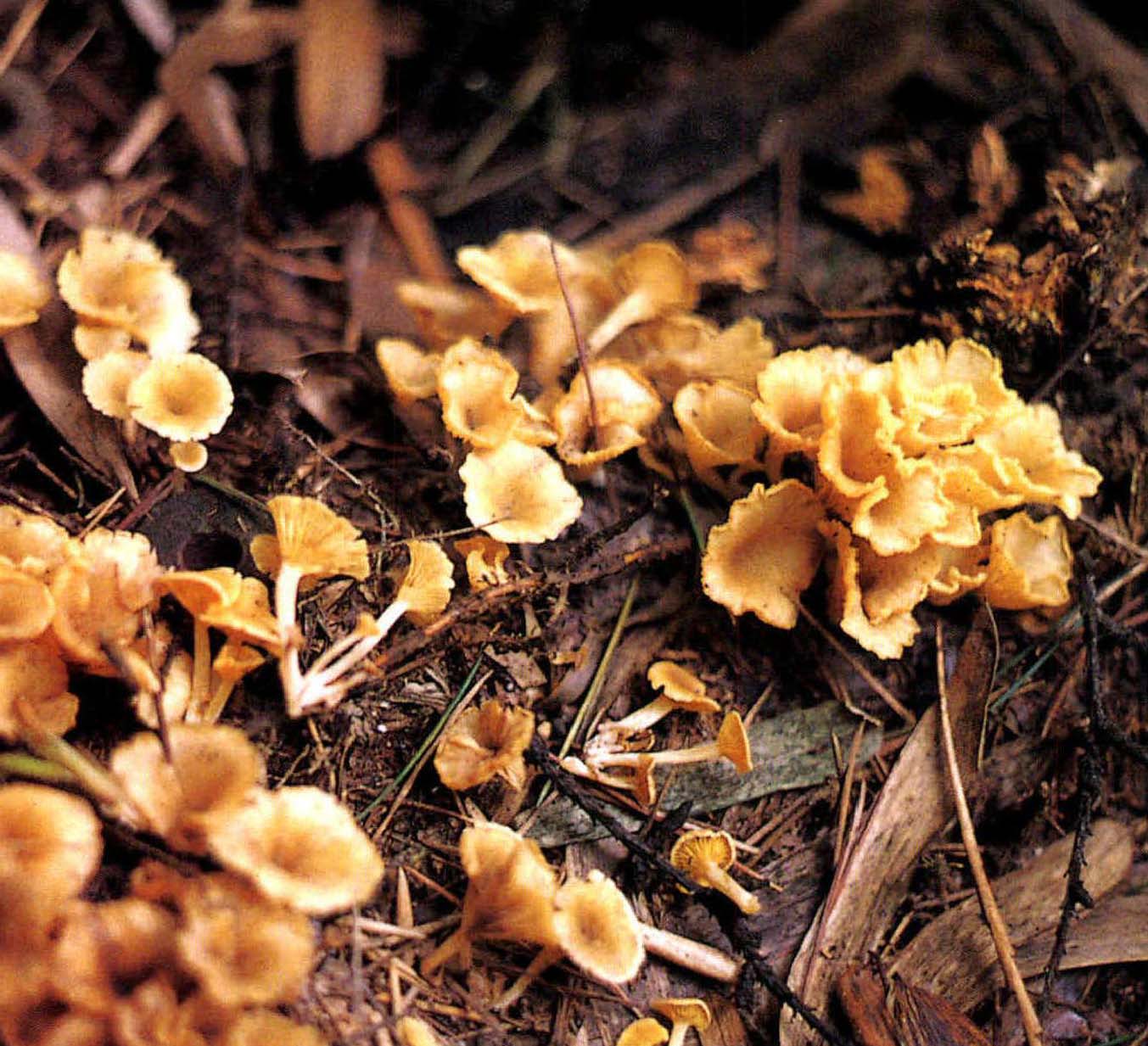 Chrysomphalina sp.